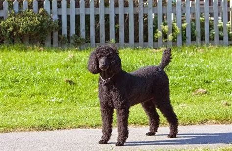  Energy Level: Energetic; Poodles are enthusiastic walkers, runners, and swimmers
